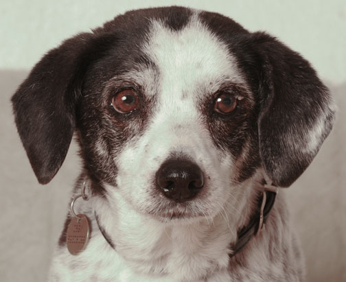 Anca, Tierkommunikation und Tierenergetic