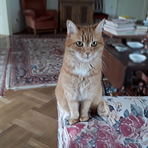 Katze Rocky