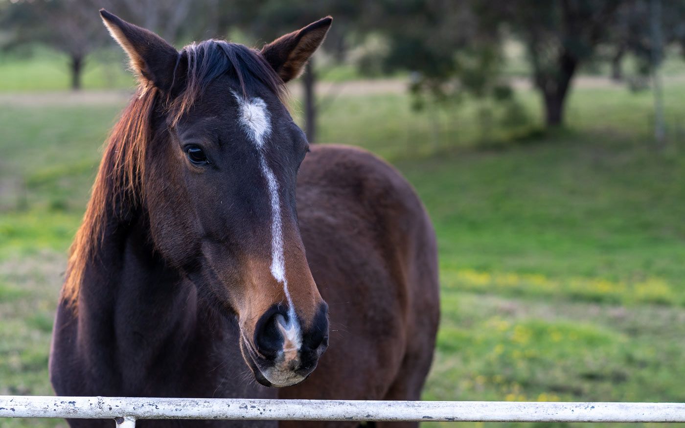 ein Gespräch mit Pferd "Frida", Tierkommunikation