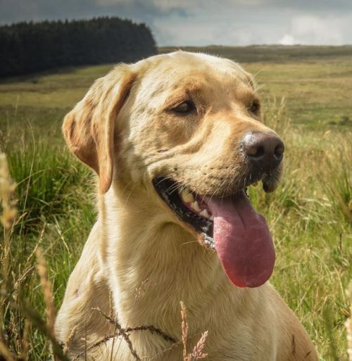 Labrador Retriever Arrono