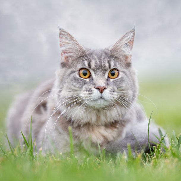 Katzen sind oft schwierig in ihren Aussagen