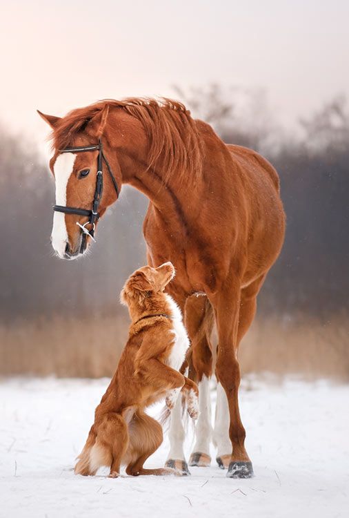 Hat Ihr Pferd ein Problem? Tierkommunikation kann helfen
